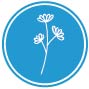 Alaskan herbal medicine plant